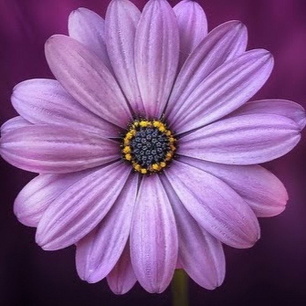 Meet your Posher, Patti